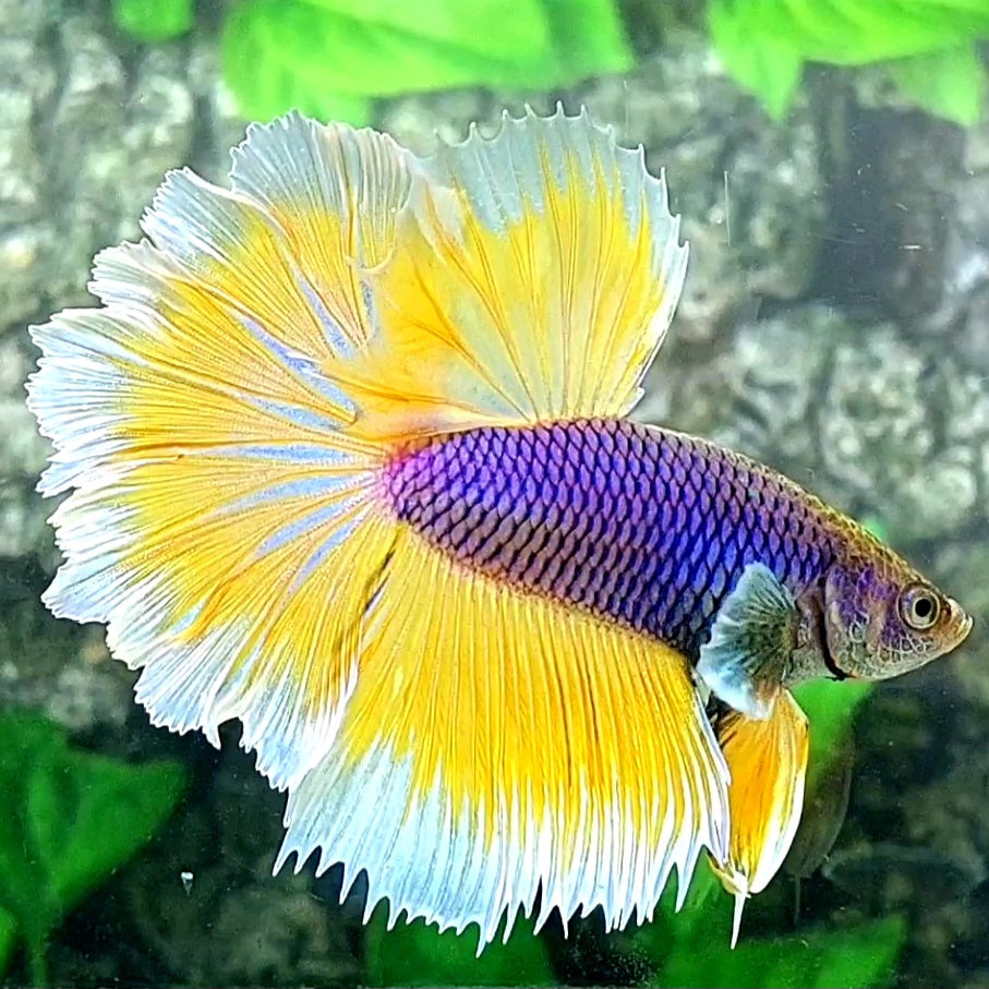 Purple Yellow Butterfly Halfmoon Male