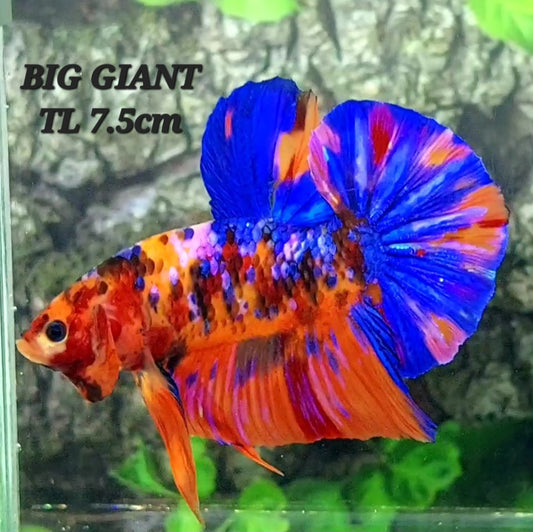 Multicolor Candy Galaxy GIANT HMPK Male