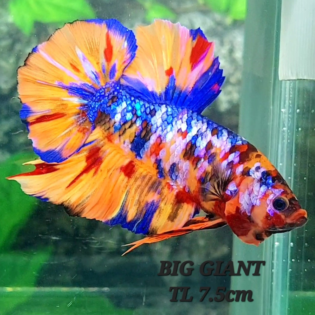 Multicolor Candy Leopard Galaxy GIANT HMPK Male