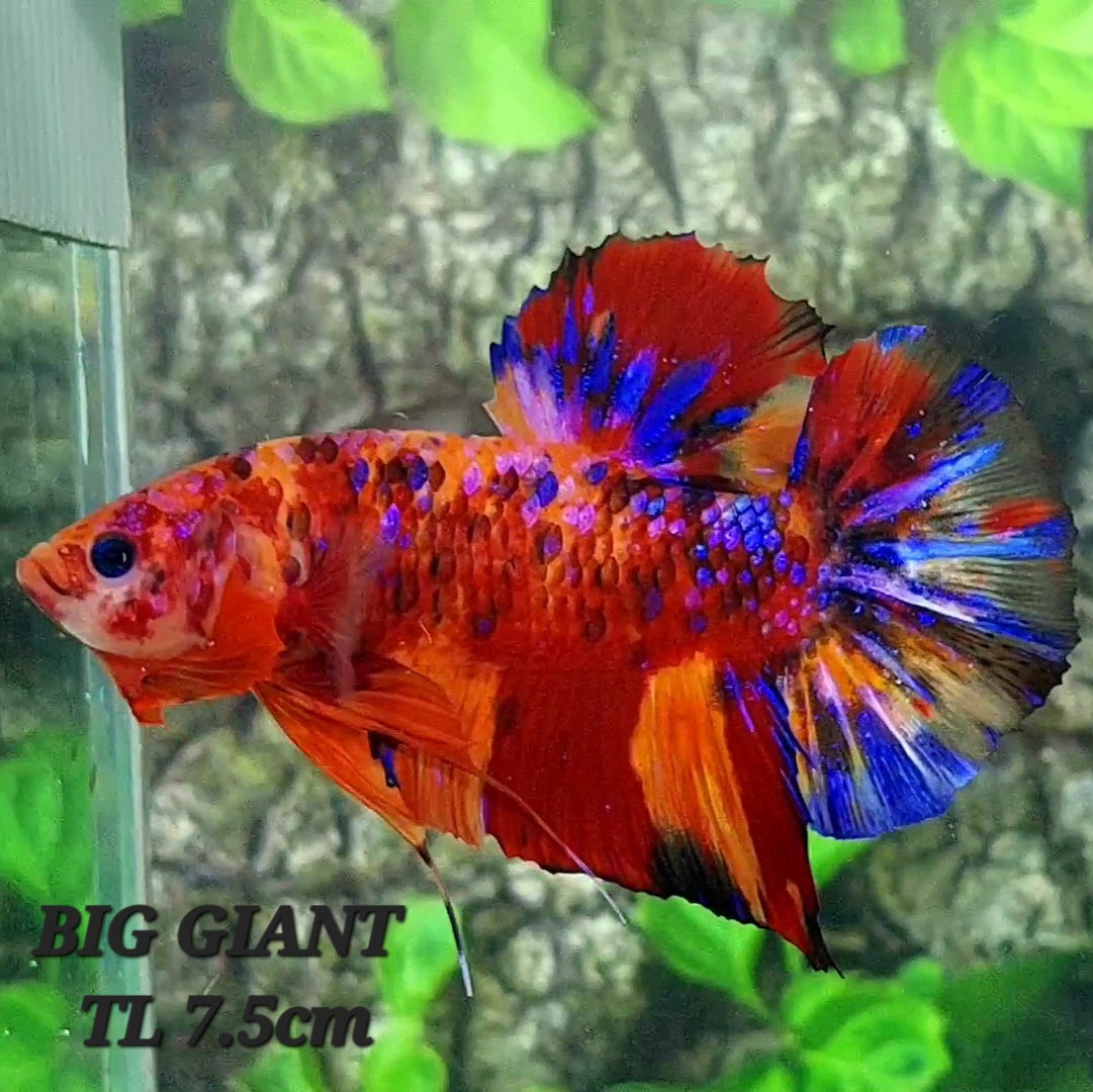 Multicolor Candy Galaxy GIANT HMPK Male