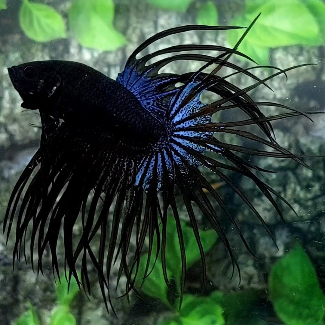 Black Orchid Crowntail Male