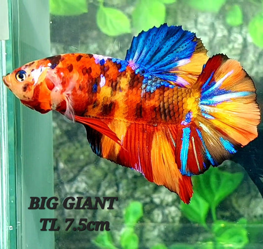 Multicolor Candy Tiger GIANT HMPK Male