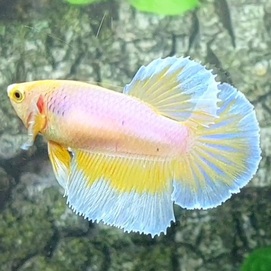 Pink Yellow Butterfly Halfmoon Female For Sorority / Breed