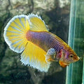Purple Yellow Butterfly Halfmoon Female For Sorority / Breed