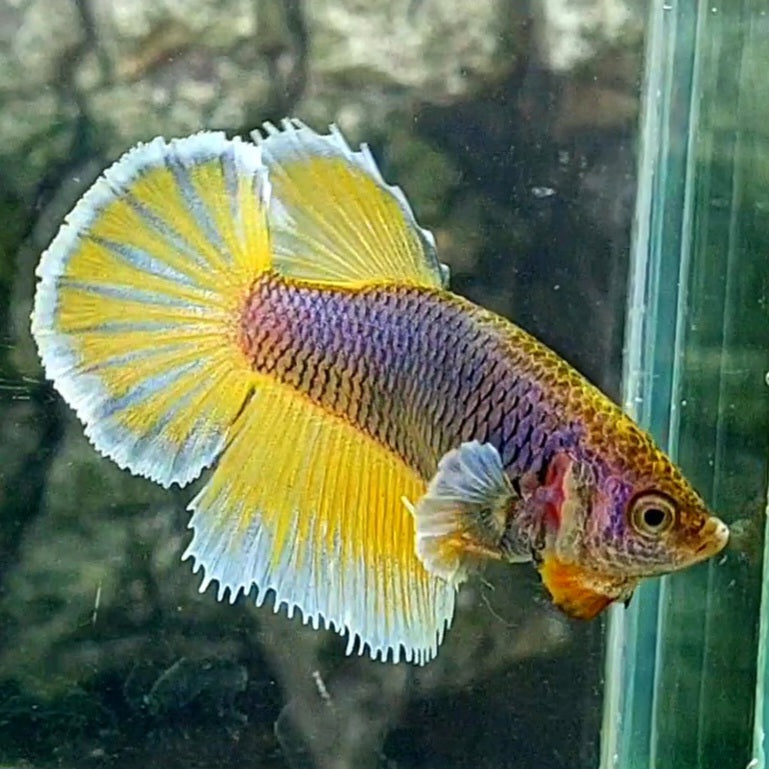 Purple Yellow Butterfly Halfmoon Female For Sorority / Breed