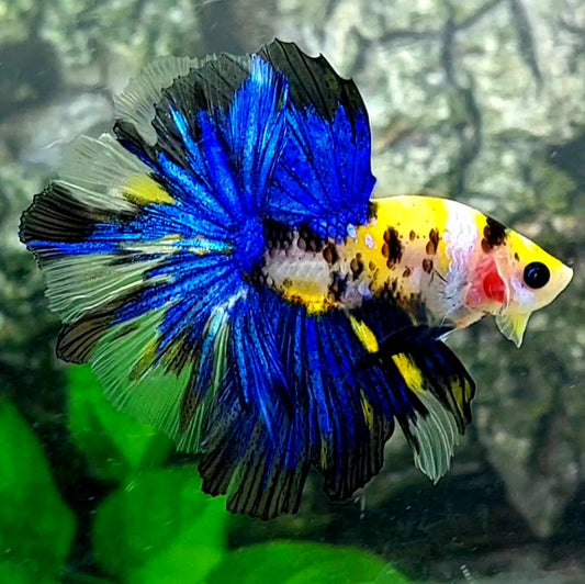 Yellow Tiger Blue Galaxy Over Halfmoon Male