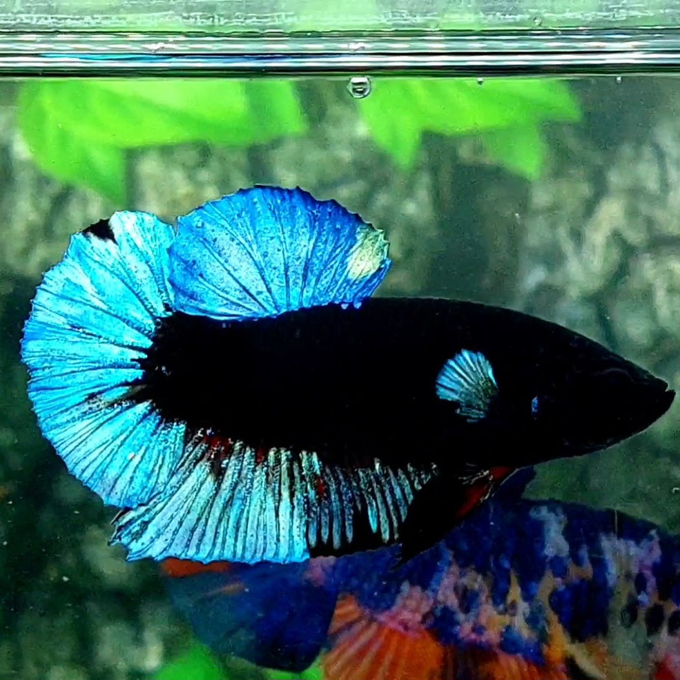 Turquoise Black Light HMPK Male