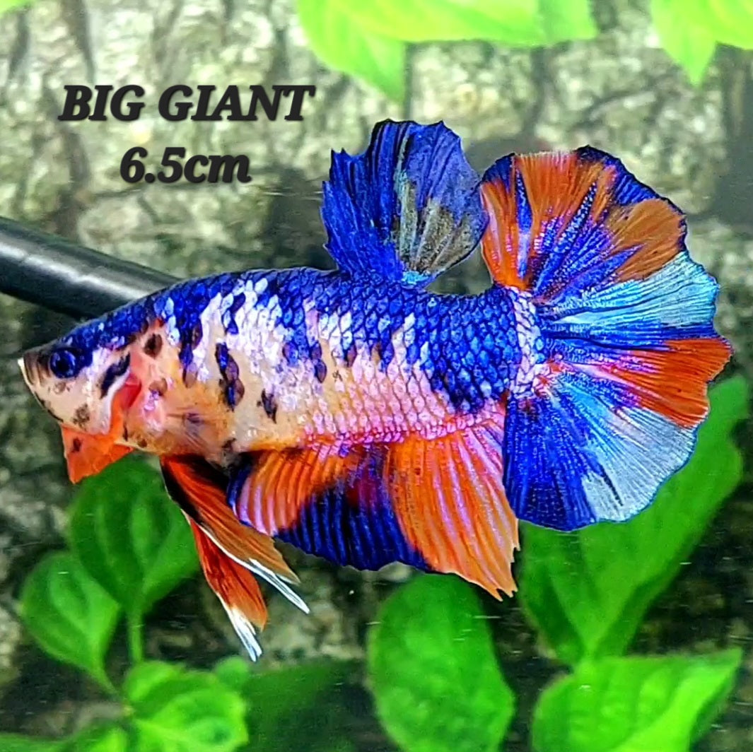 Multicolor Candy GIANT HMPK Male