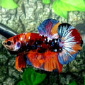 Multicolor Black Candy Galaxy HMPK Male