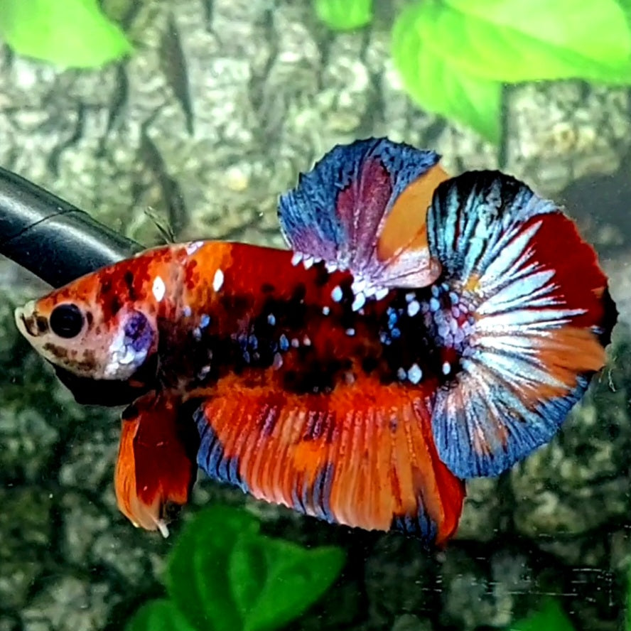 Multicolor Black Candy Galaxy HMPK Male