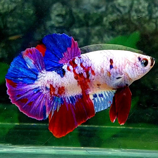 Multicolor Pink Candy HMPK Male