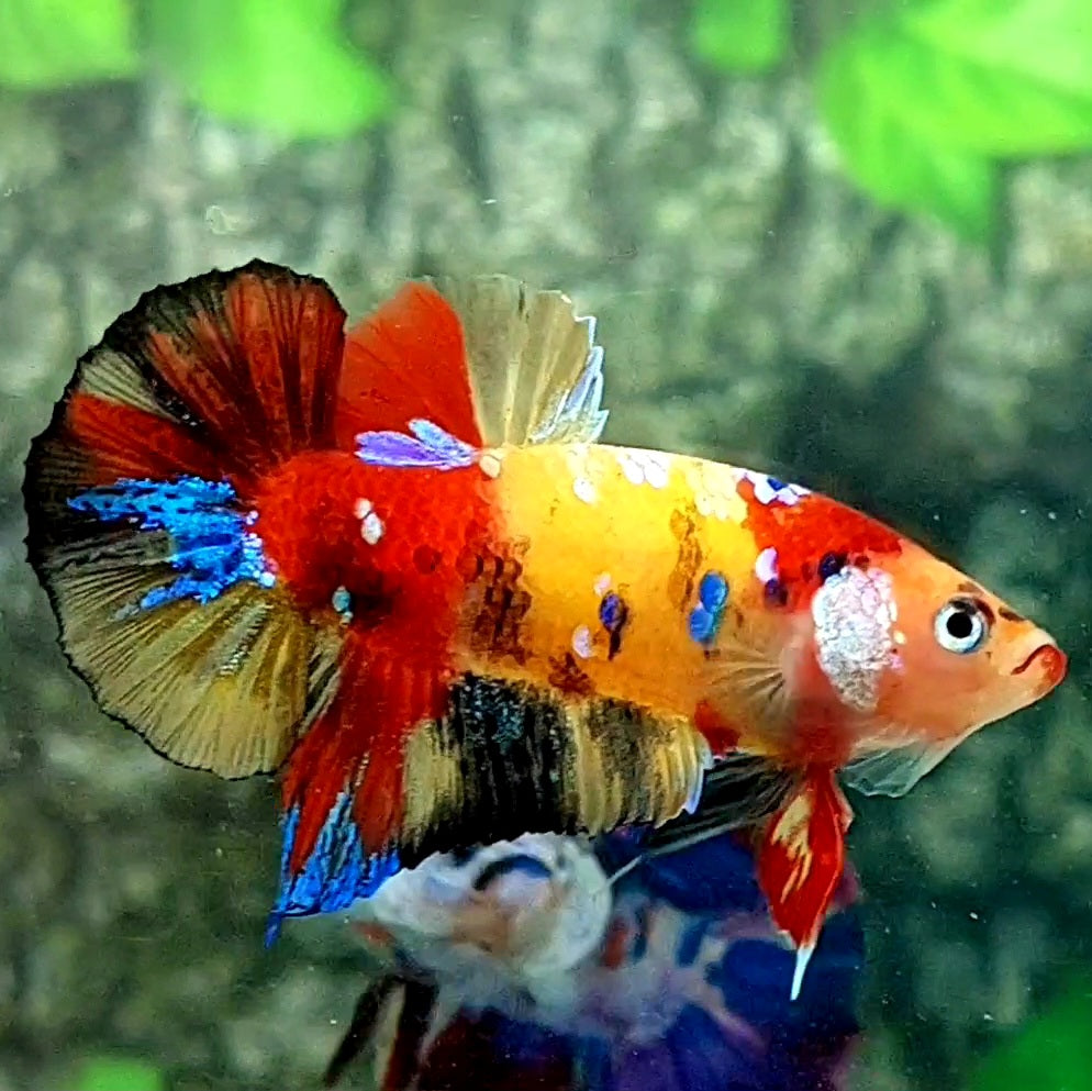 Multicolor Yellowbase Galaxy HMPK Male