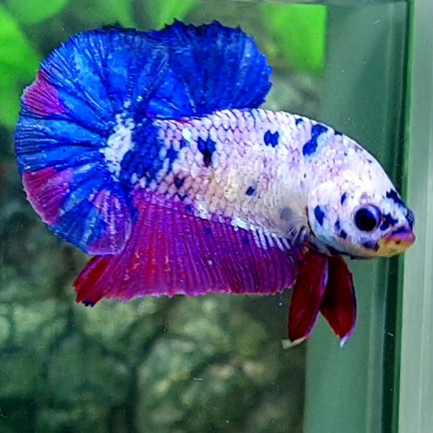 Purple Pink Fancy HMPK Male