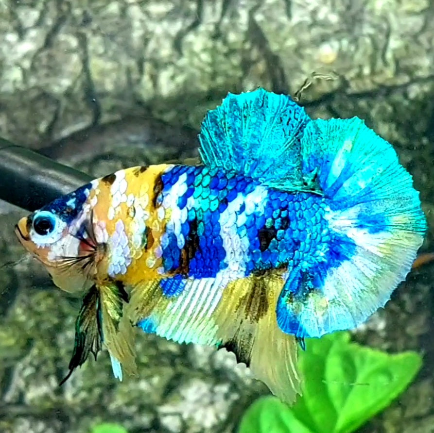 Skyblue Yellow Galaxy HMPK Male