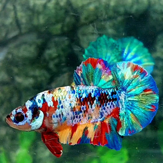 Multicolor Galaxy HMPK Male