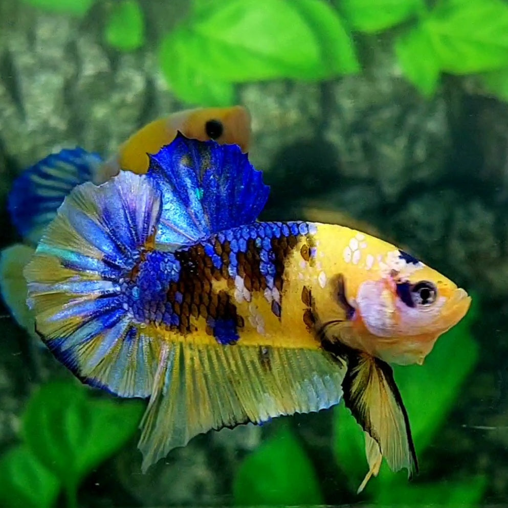 Blue Tiger Yellow Galaxy Over Hmpk Male – Zaga Farm