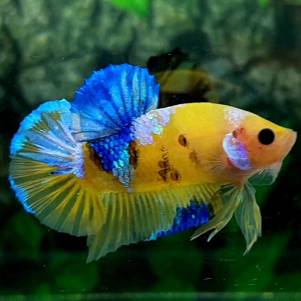 SkyBlue Yellow Galaxy HMPK Male