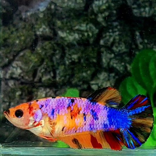 Multicolor Candy Galaxy HMPK Female For Sorority / Breed