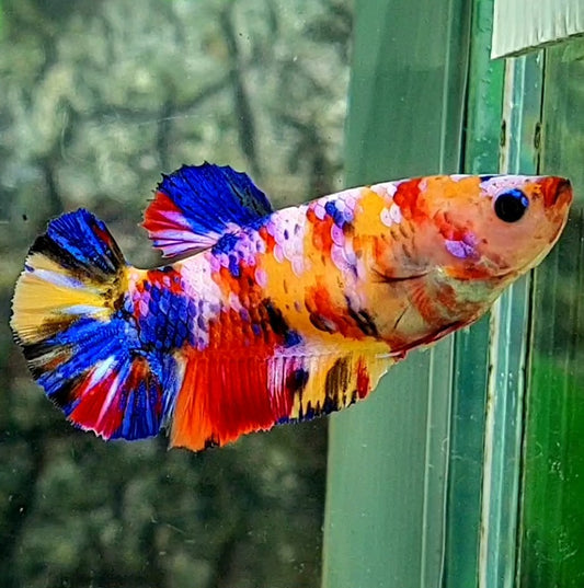 Multicolor Yellowbase Galaxy HMPK Female For Sorority / Breed