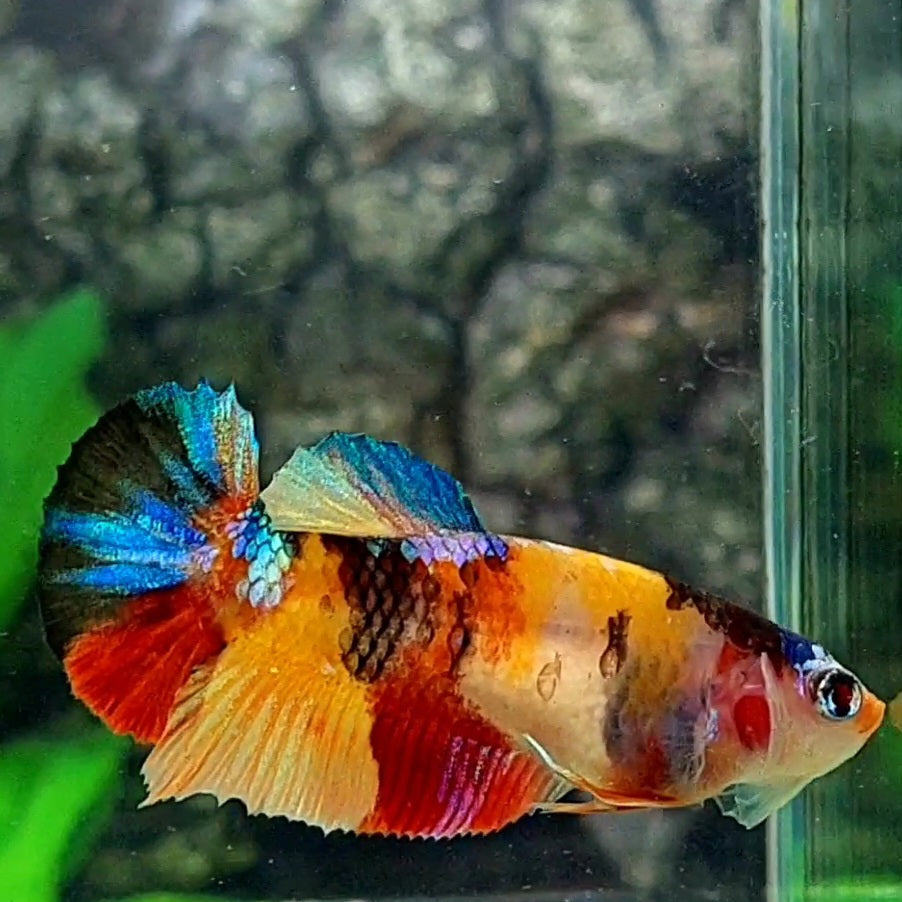 Multicolor Tiger Yellowbase HMPK Female For Sorority / Breed