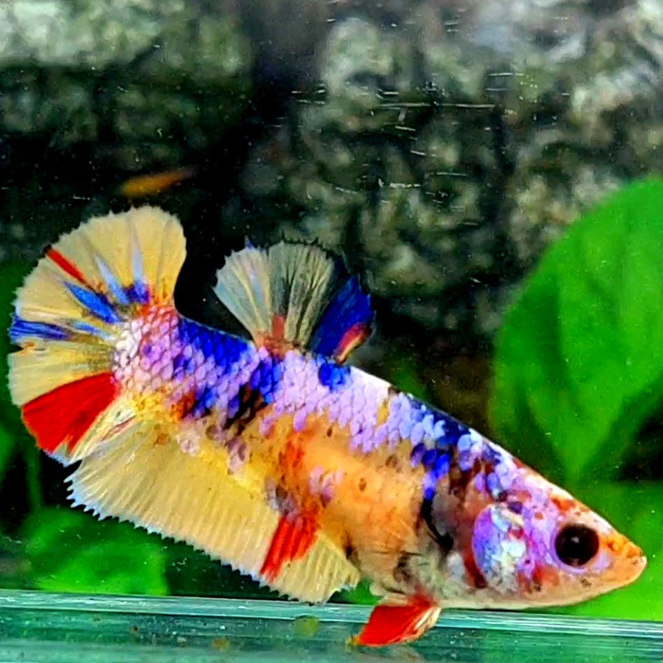 Multicolor Yellowbase Candy Galaxy HMPK Female For Sorority / Breed