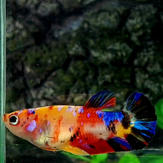 Multicolor Yellowbase Galaxy HMPK Female For Sorority / Breed