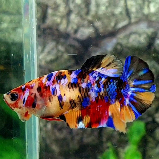 Multicolor Galaxy HMPK Female For Sorority / Breed