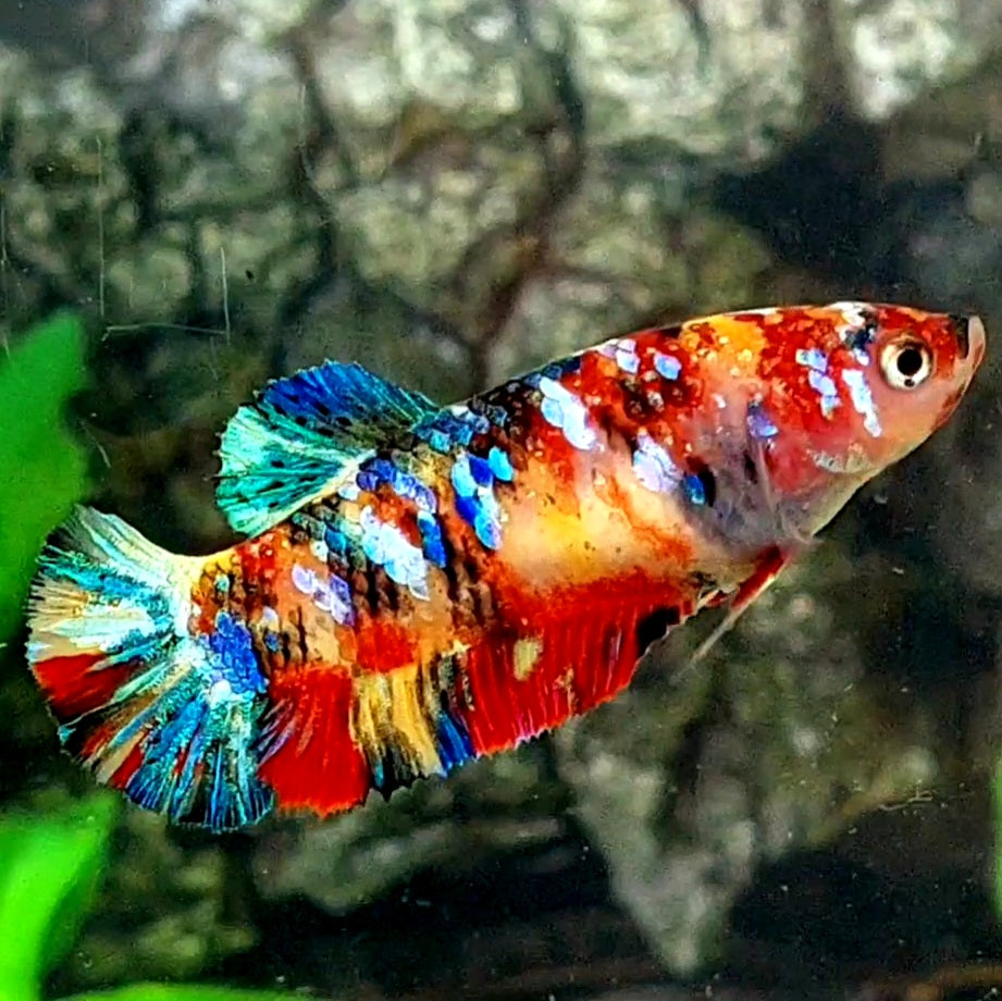 Multicolor Galaxy HMPK Female For Sorority / Breed