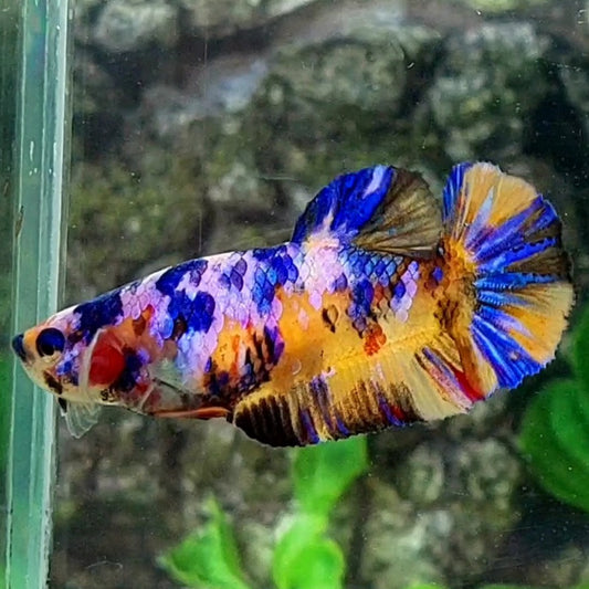 Multicolor Yellowbase Candy HMPK Female For Sorority / Breed