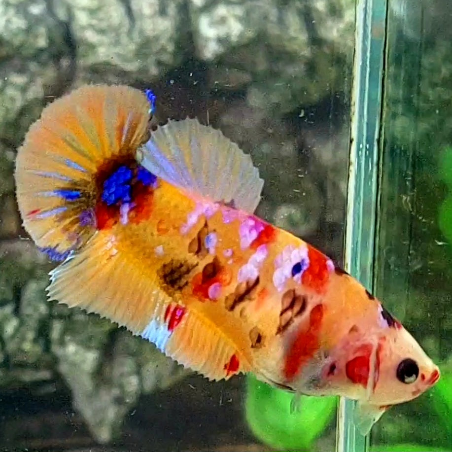 Multicolor Yellowbase Galaxy HMPK Female For Sorority / Breed