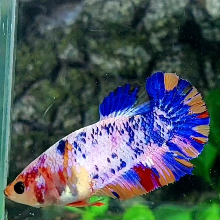 Multicolor Candy HMPK Female For Sorority / Breed