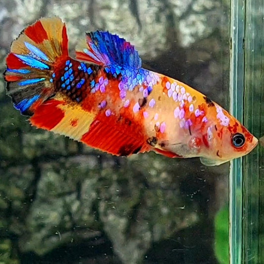 Multicolor Yellowbase Galaxy HMPK Female For Sorority / Breed