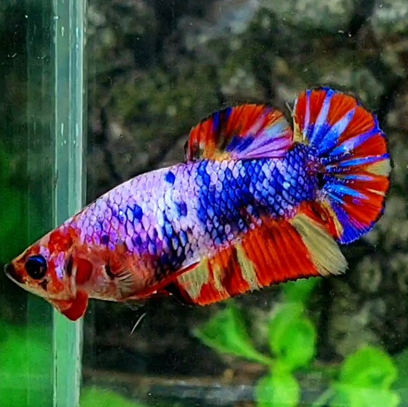 Multicolor Candy HMPK Female For Sorority / Breed