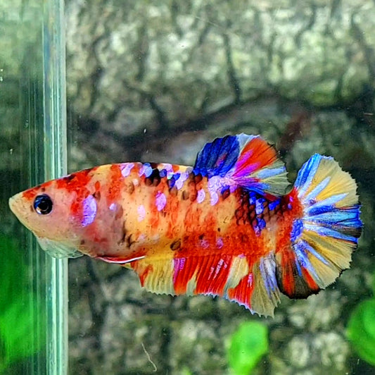 Multicolor Galaxy HMPK Female For Sorority / Breed