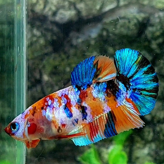 Multicolor Galaxy HMPK Female For Sorority / Breed