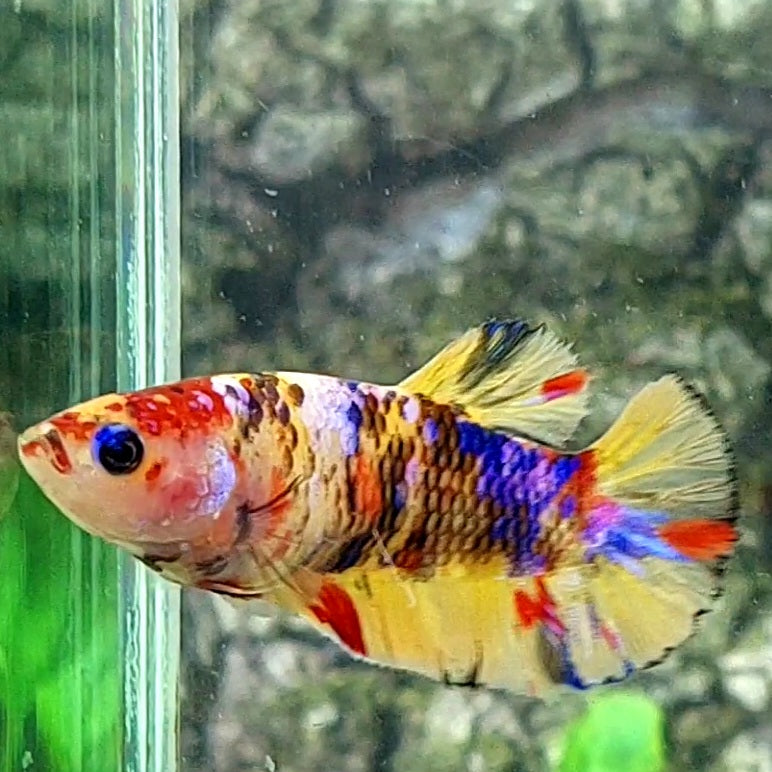 Multicolor Yellowbase Galaxy HMPK Female For Sorority / Breed