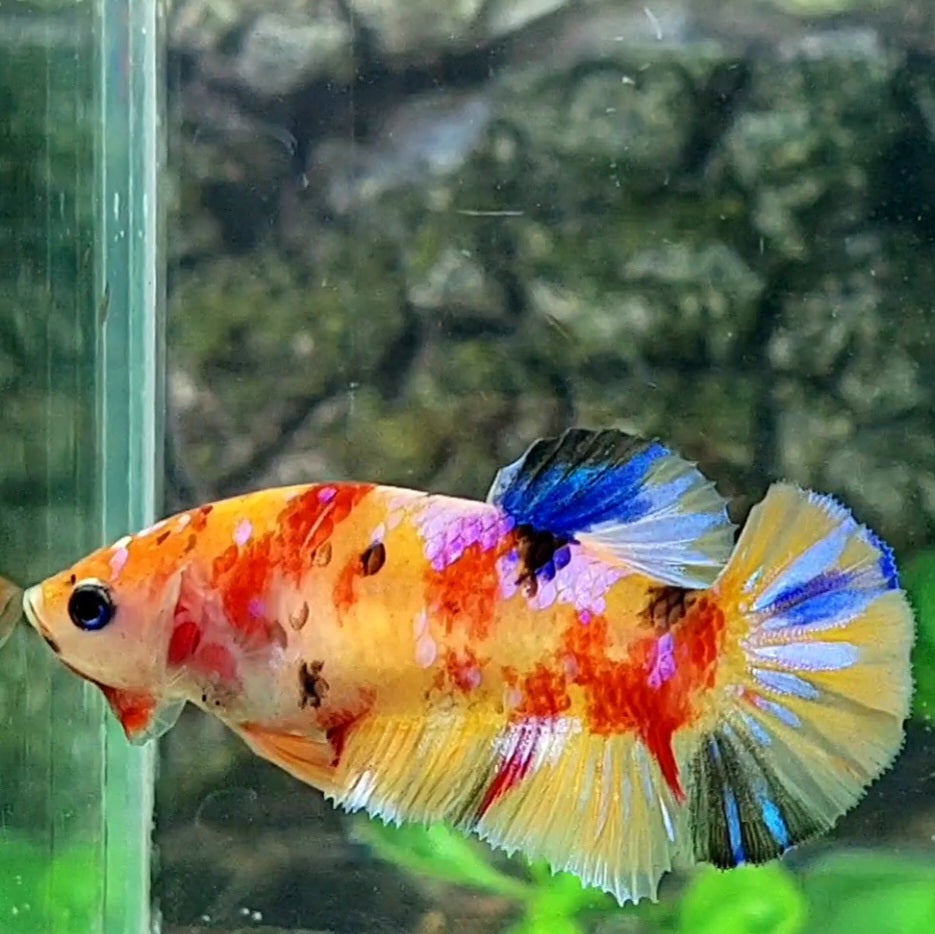 Multicolor Yellowbase Pink Galaxy HMPK Female For Sorority / Breed