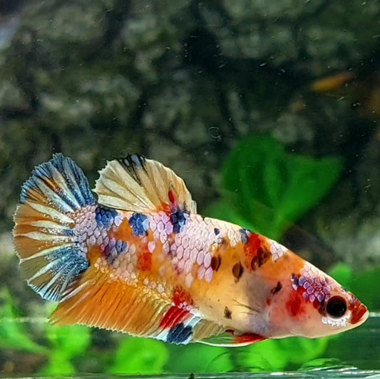 Multicolor Candy Gold Galaxy HMPK Female For Sorority / Breed