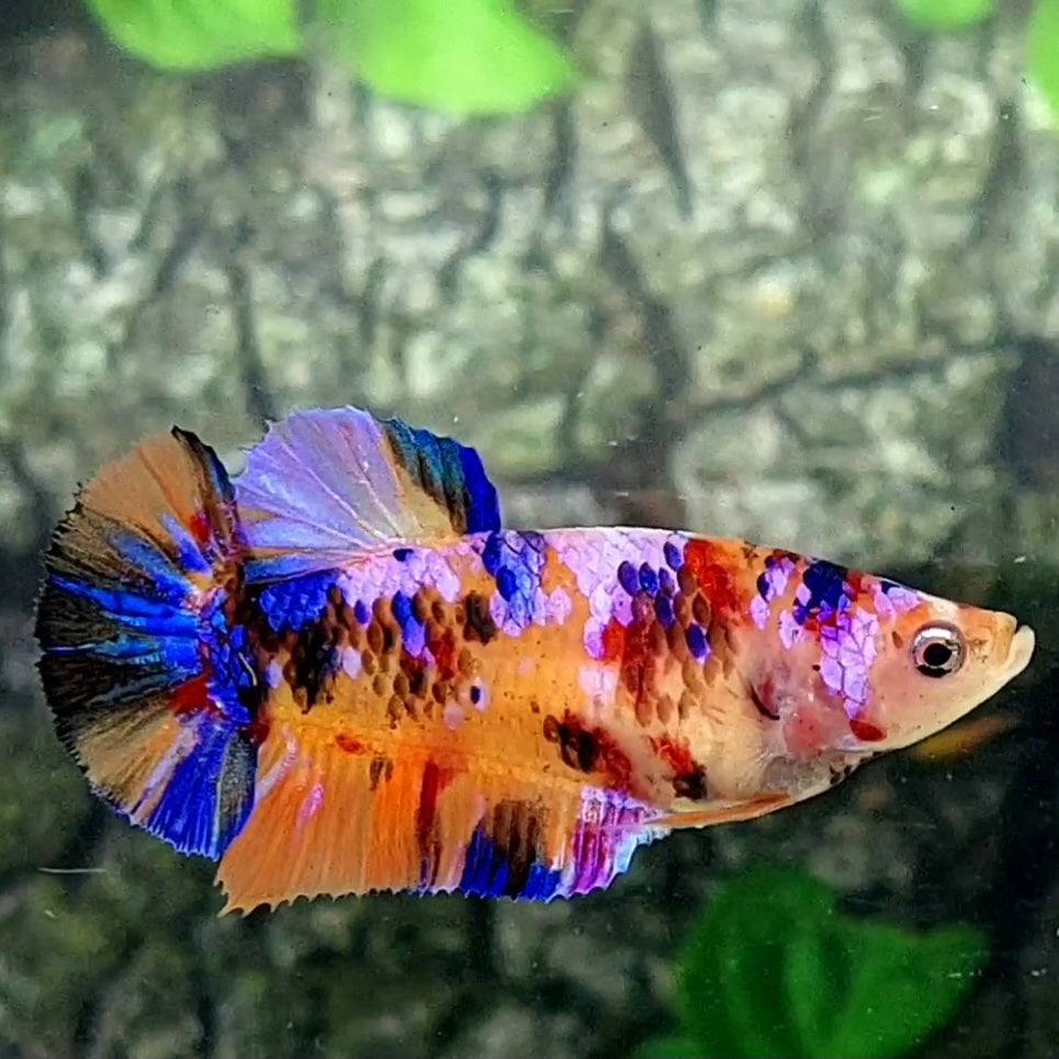 Multicolor Candy Galaxy HMPK Female For Sorority / Breed