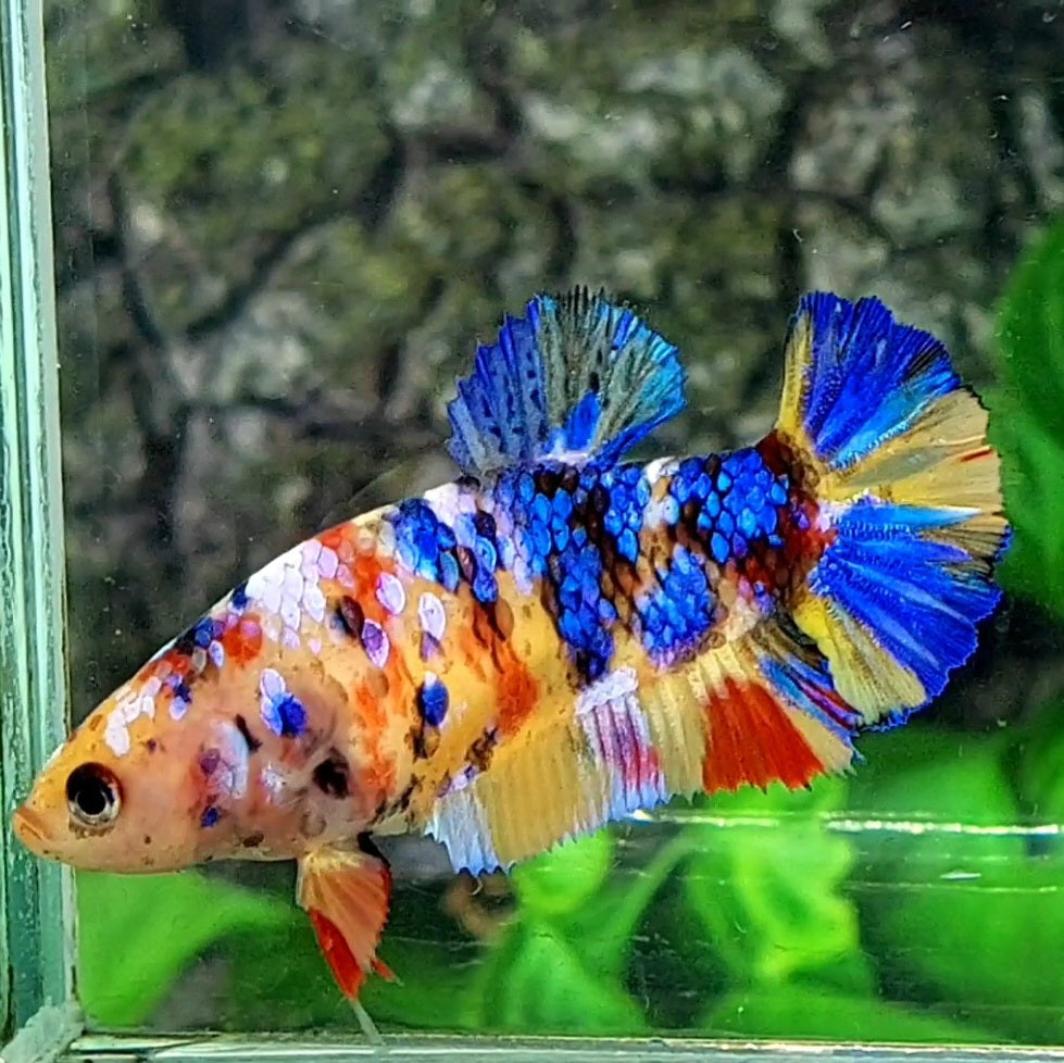 Multicolor Yellowbase Galaxy HMPK Female For Sorority / Breed