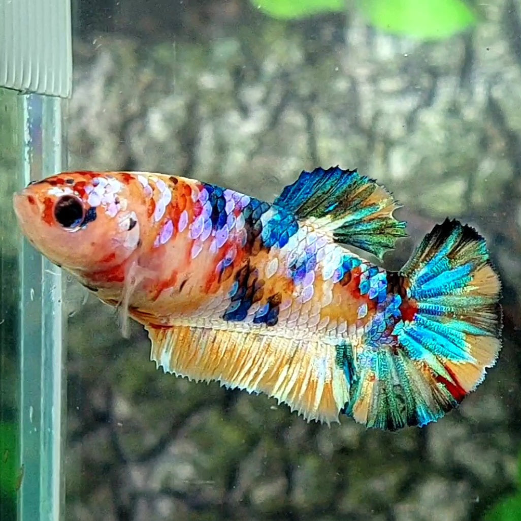 Multicolor Galaxy HMPK Female For Sorority / Breed