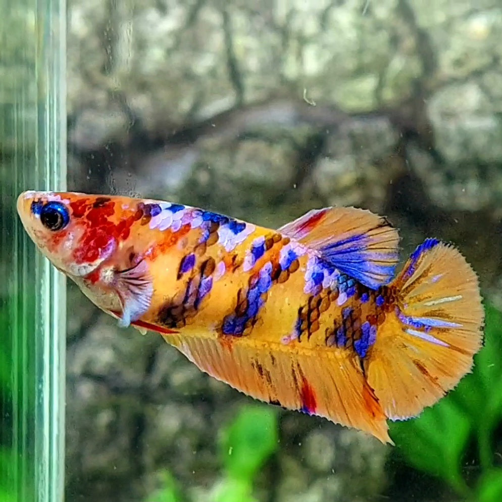 Multicolor Yellowbase Candy Galaxy HMPK Female For Sorority / Breed