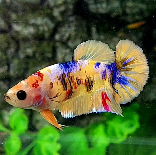 Multicolor Yellowbase Candy Galaxy HMPK Female For Sorority / Breed