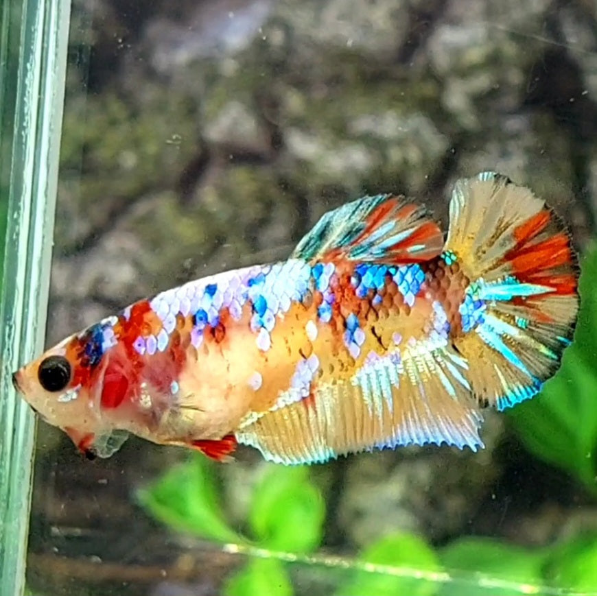 Multicolor Yellowbase Galaxy HMPK Female For Sorority / Breed