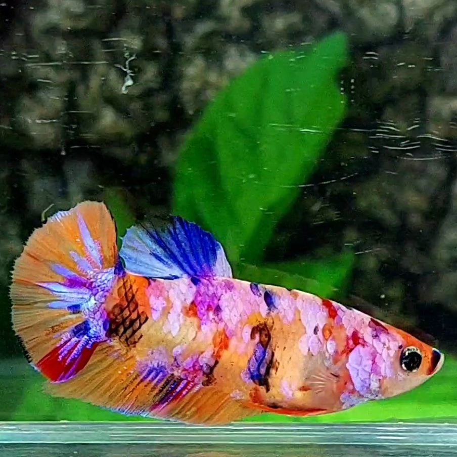 Multicolor Pink Candy Galaxy HMPK Female For Sorority / Breed