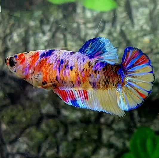 Multicolor Galaxy HMPK Female For Sorority / Breed