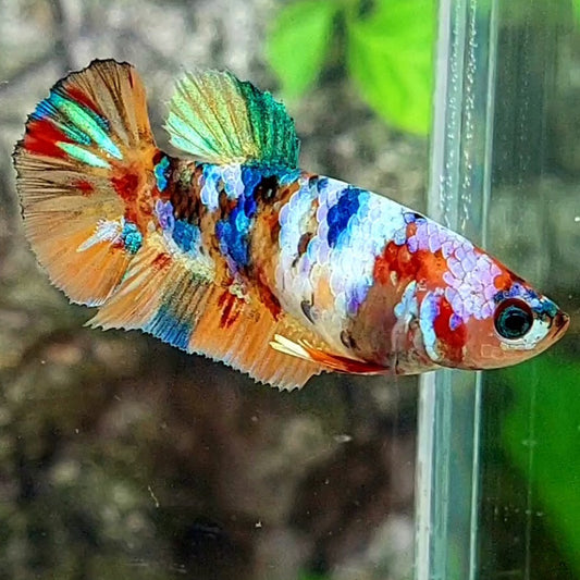 Multicolor Galaxy HMPK Female For Sorority / Breed