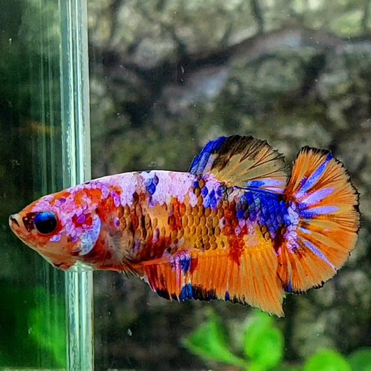 Multicolor Pink Candy Galaxy HMPK Female For Sorority / Breed