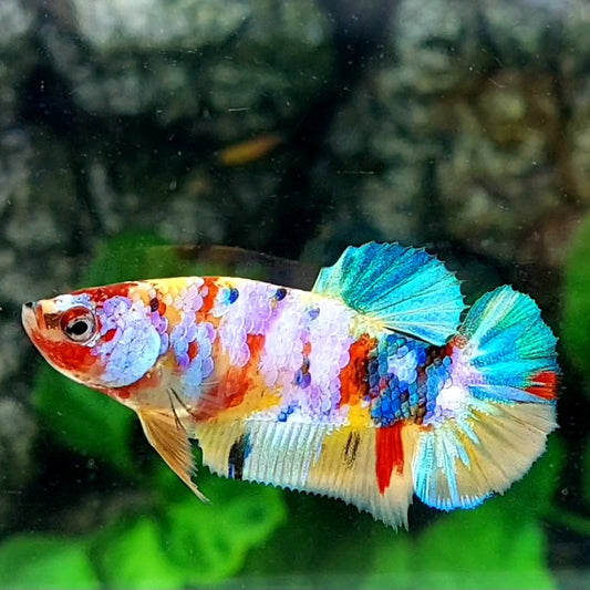 Multicolor Yellowbase Galaxy HMPK Female For Sorority / Breed