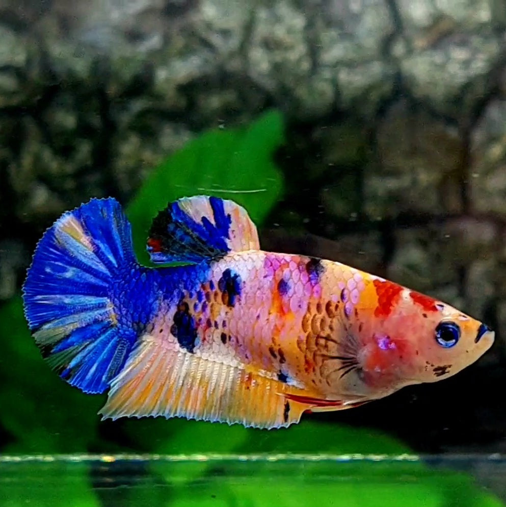 Multicolor Candy Galaxy HMPK Female For Sorority / Breed